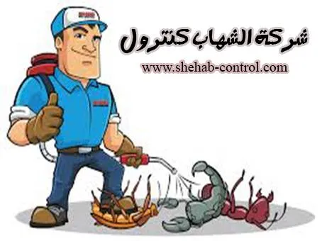شركة مكافحة الحشرات بالدمام