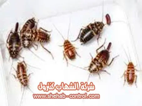شركة مكافحة الصراصير بالقصيم