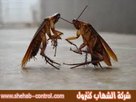 شركة مكافحة الصراصير بالقصيم