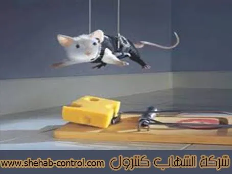 شركة مكافحة الفئران بالخفجي