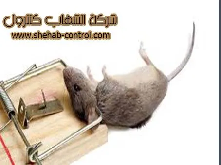 شركة مكافحة الفئران بالخفجي