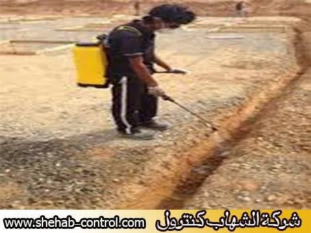 شركة مكافحة النمل الأبيض بالمدينة المنورة