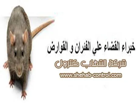 شركة مكافحة الفئران بالدمام