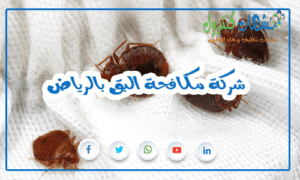 شركة مكافحة البق بالرياض