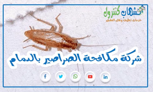 شركة مكافحة الصراصير بالدمام