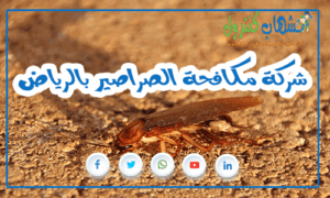 شركة مكافحة الصراصير بالرياض