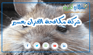 شركة مكافحة الفئران بعسير