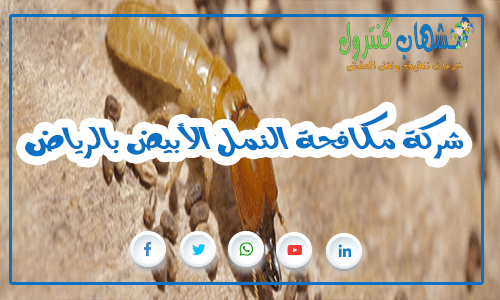 شركة مكافحة النمل الأبيض بالرياض