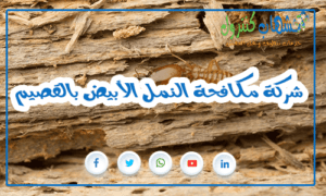 شركة مكافحة النمل الأبيض بالقصيم