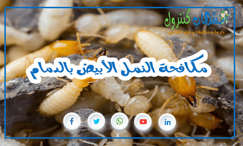 شركة مكافحة النمل الابيض بالدمام