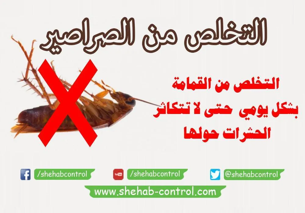 خطوات التخلص من الصراصير