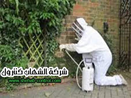 شركة مكافحة الحشرات بخميس مشيط