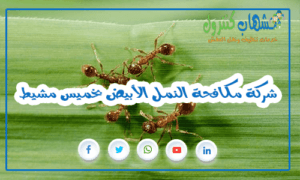 شركة مكافحة النمل الأبيض بخميس مشيط