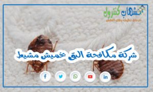 شركة مكافحة البق بخميش مشيط