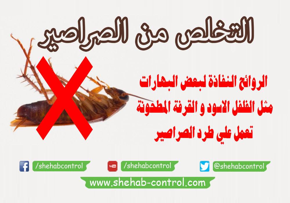 التخلص من الصراصير بالبهارات