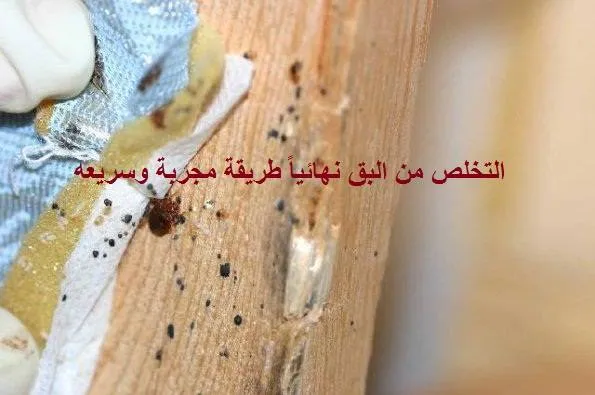 التخلص من البق