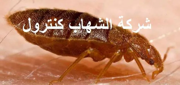 الفرق بين قرصة الناموس و قرصة البق