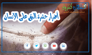 أضرار حشرة البق على الإنسان