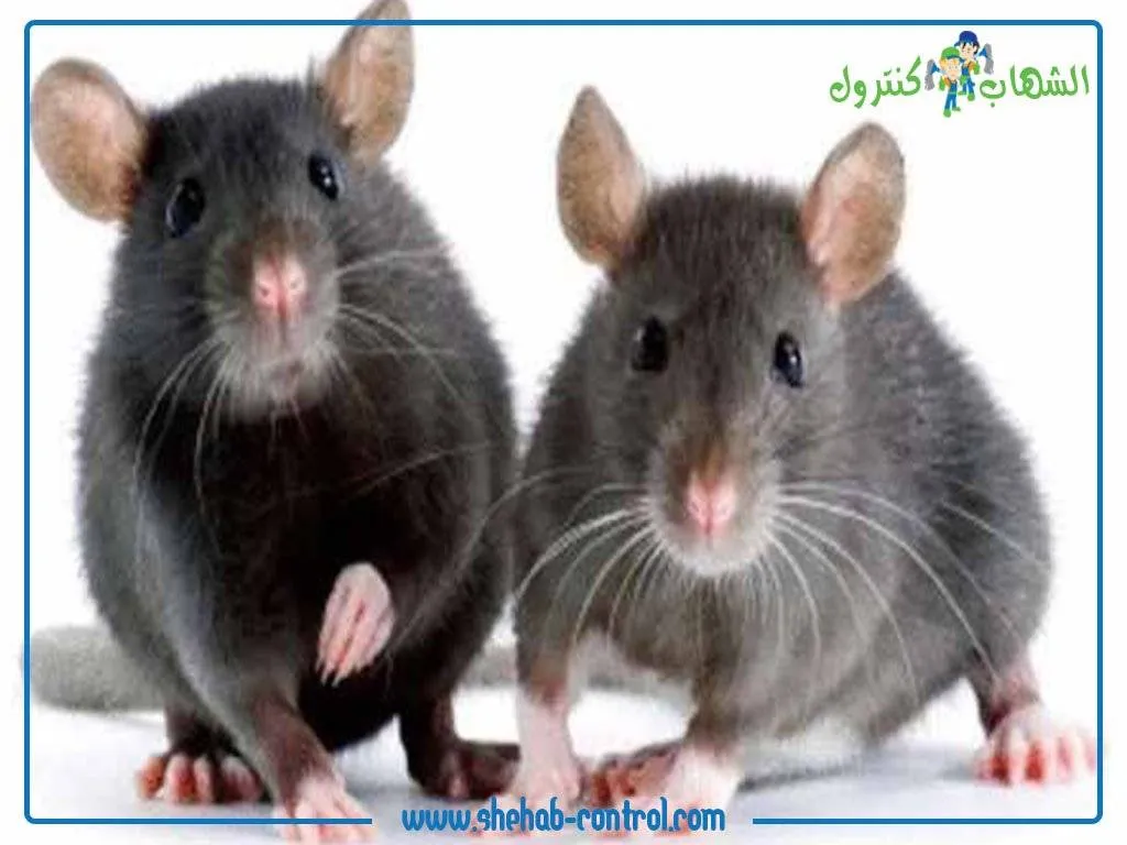 افضل شركة مكافحة حشرات وفئران 