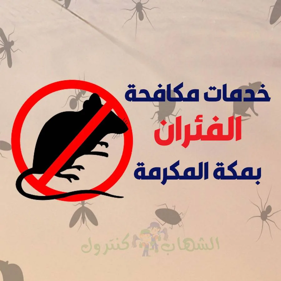 شركة مكافحة الفئران بمكة