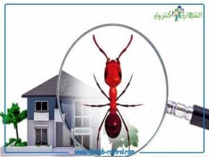 مكافحة حشرات المنزل الطائرة منها والزاحفة