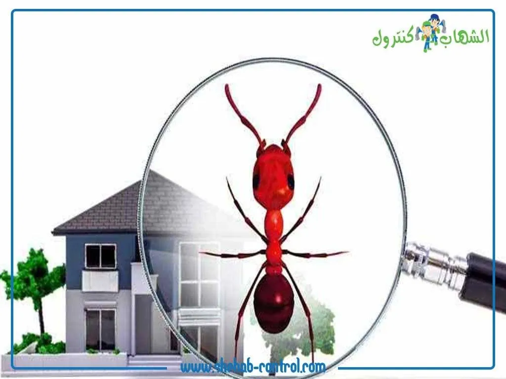 مكافحة حشرات المنزل الطائرة منها والزاحفة