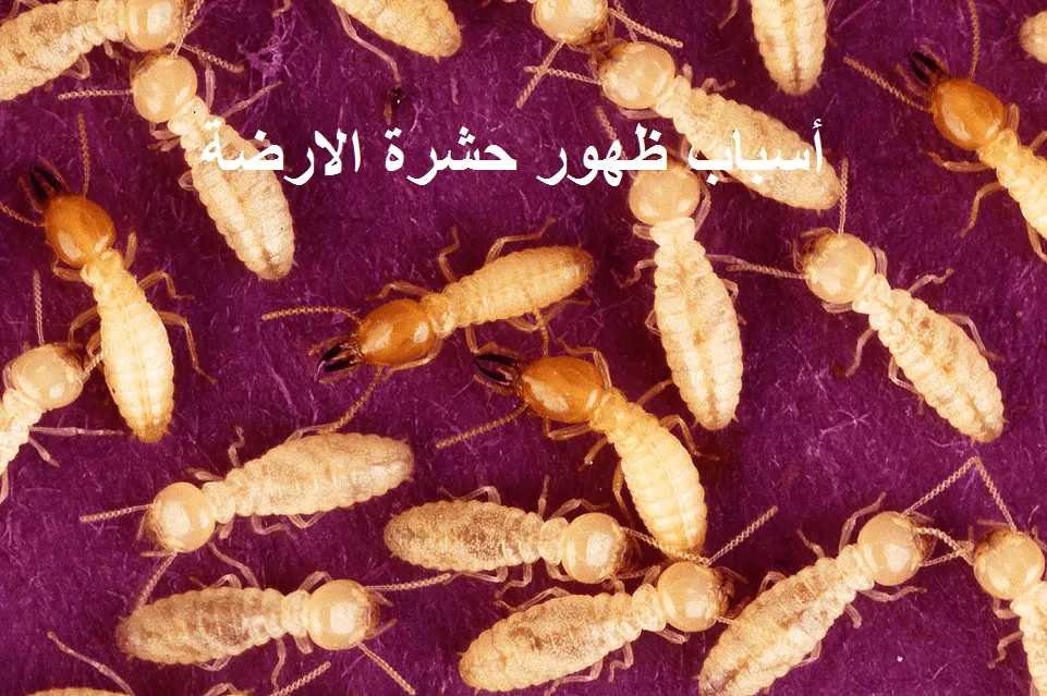 اسباب ظهور حشرة الارضة