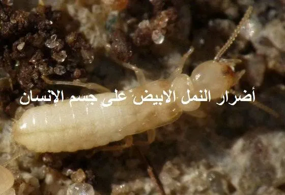 اضرار النمل الابيض