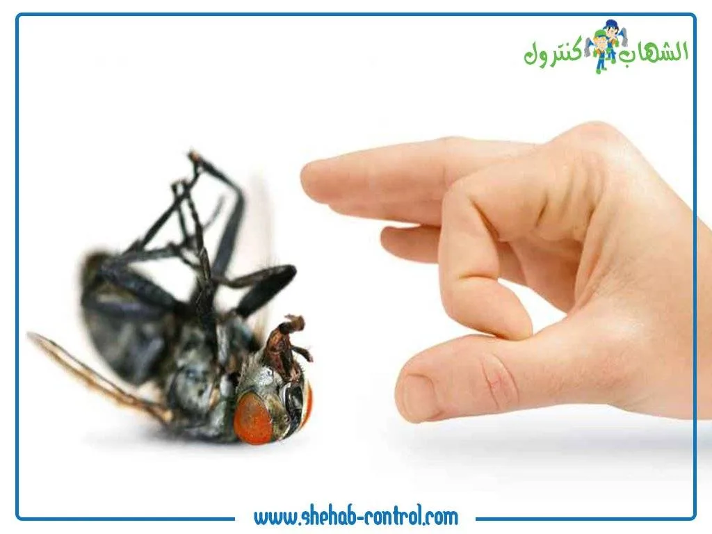 صورة ذبابة تم التخلص منها بواسطة عمال الشركة