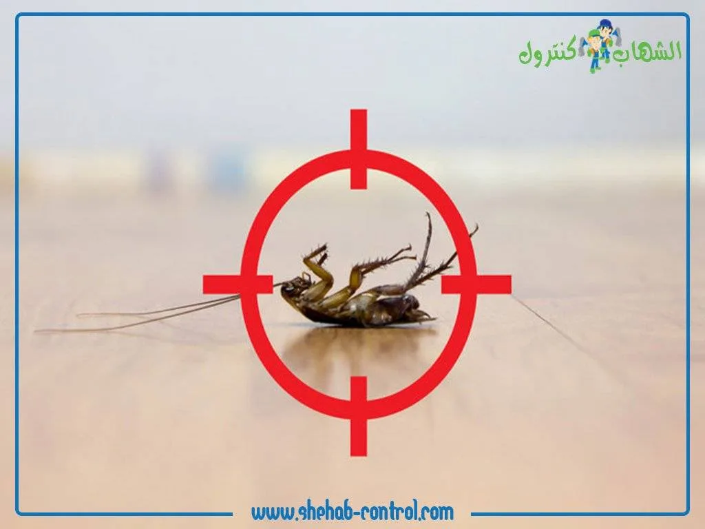 كيفية التخلص من الصراصير المنزلية؟