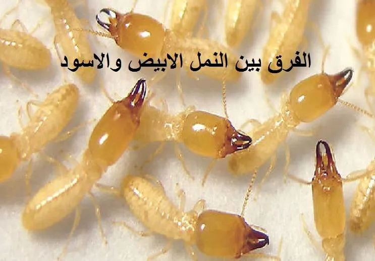 الفرق بين النمل الابيض والاسود