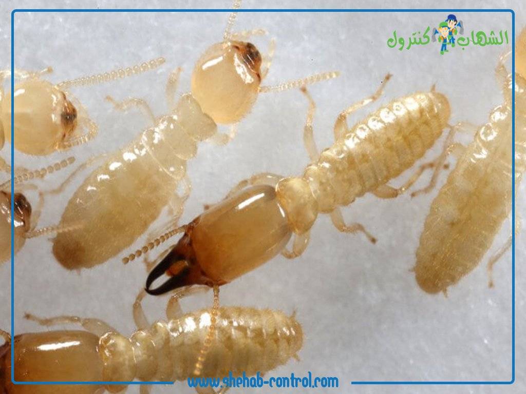 شركات مكافحة النمل الابيض في جدة 