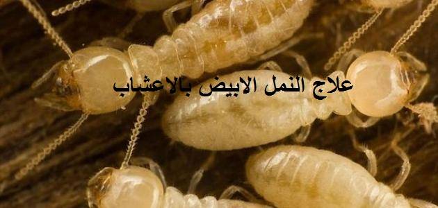 التخلص من النمل الابيض