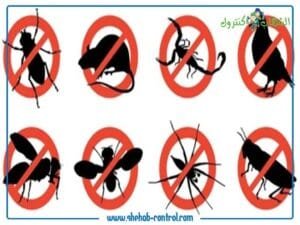 محلات مكافحة الحشرات في جده