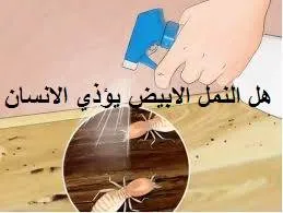 هل النمل الابيض يؤذي الانسان