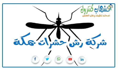 شركة رش حشرات بمكة بالضمان