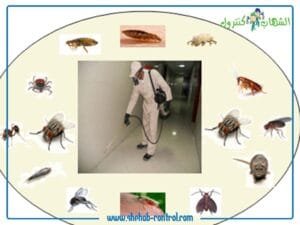 شركة مكافحة حشرات بمكة