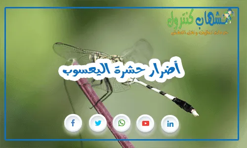 أضرار حشرة اليعسوب