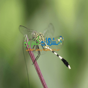 أضرار حشرة اليعسوب