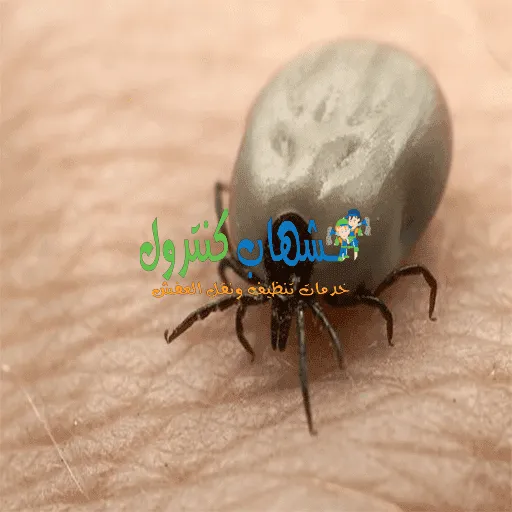  القضاء علي القراد