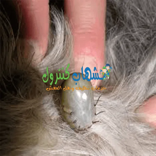 حشرة القراد 