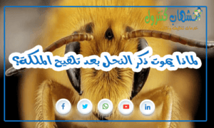 ا يموت ذكر النحل بعد تلقيح الملكة