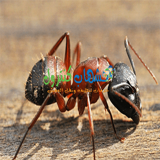 اضرار النمل الاحمر