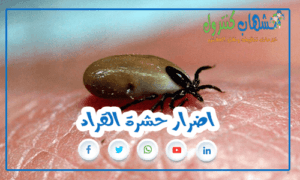 اضرار حشرة القراد