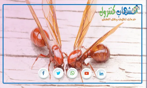 النمل الطائر
