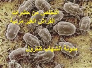التخلص من حشرات الفراش