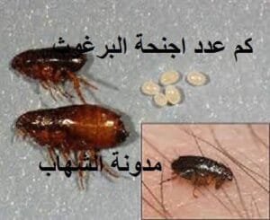 كم عدد اجنحة البرغوث