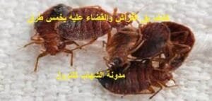 كشف بق الفراش و القضاء عليه