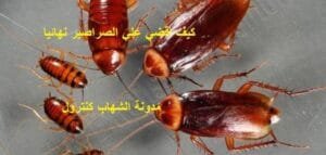 كيف اقضي علي الصراصير