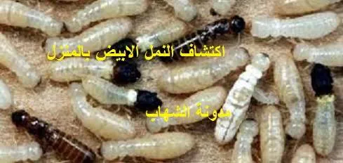 التخلص من النمل الابيض